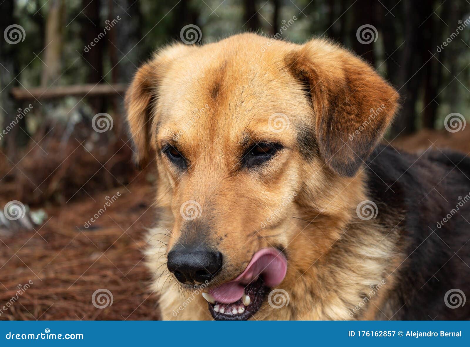 closed up portrait to a yellow/black mixed breed dog  with its tongue hanging out in savoring actitud