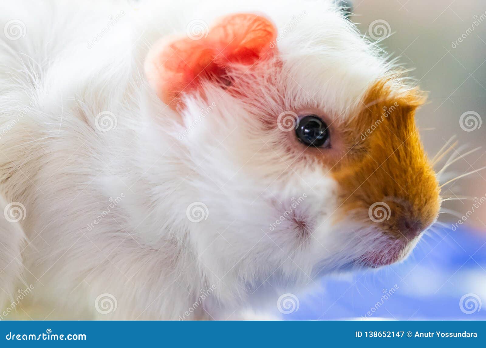 Closed Up of a Guinea Pig Head Stock Image Image of nose, pigs 138652147