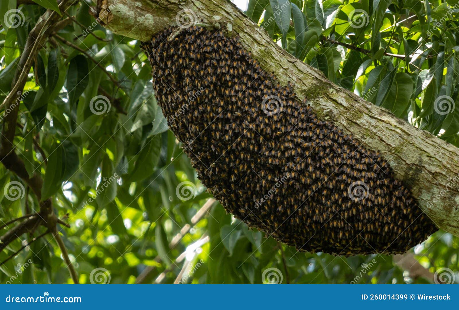 Closep of a Beehive on a Tree Branch in a Garden Stock Image Image of