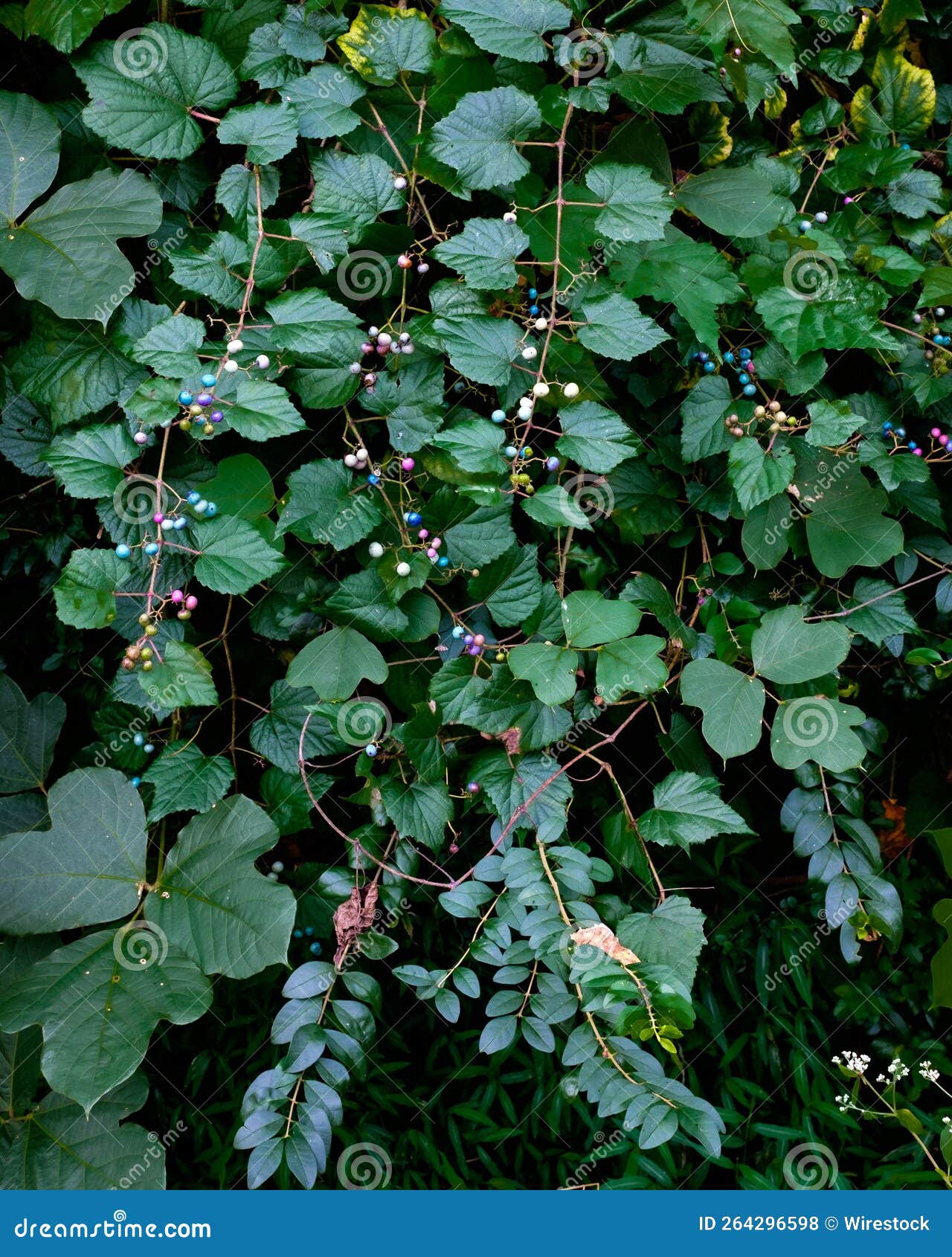 closep of lush plants with blue and purple berries