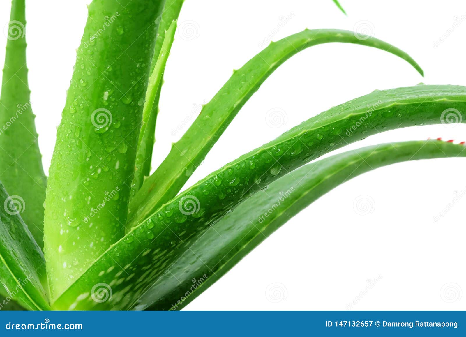Closer To The Details Of Fresh Aloe Vera Plants With Water Drops