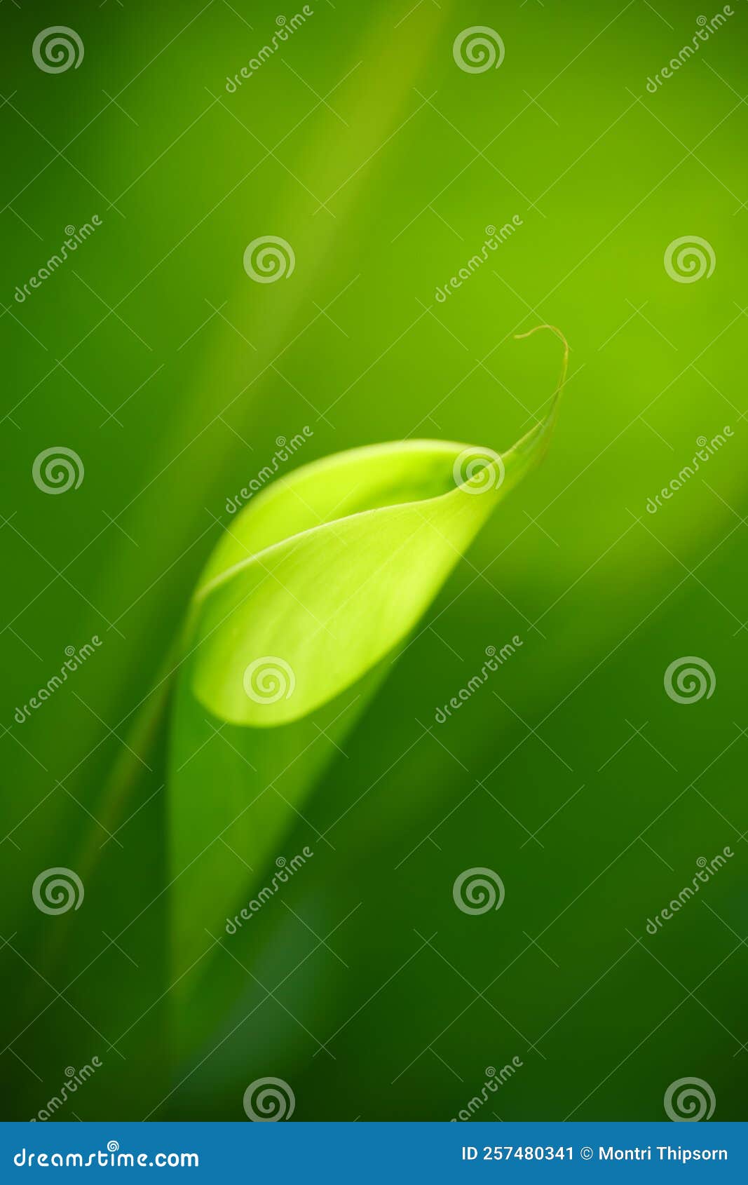 Closeup Abstract Nature Green Blurred Background Nature Leaf on