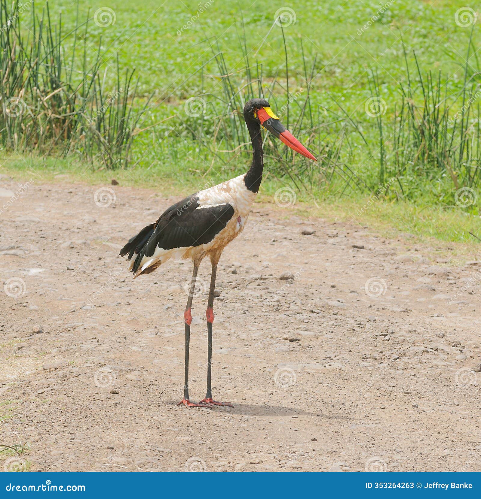 closeup of an adult saddlebilled stork