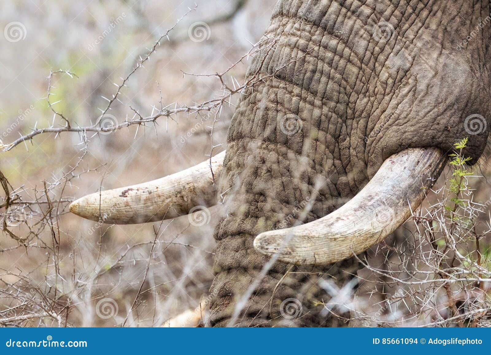 closeup african elephant tusks