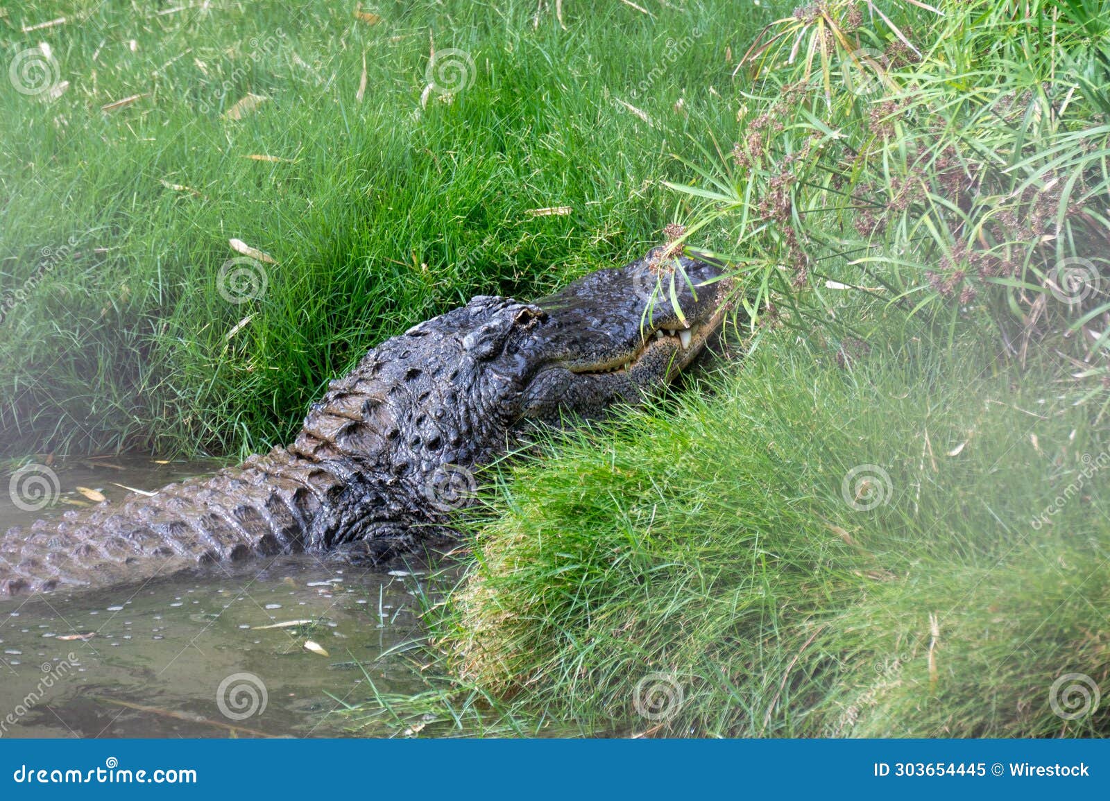 closeup of an alligator rests in a small body of water near a grassy bankside
