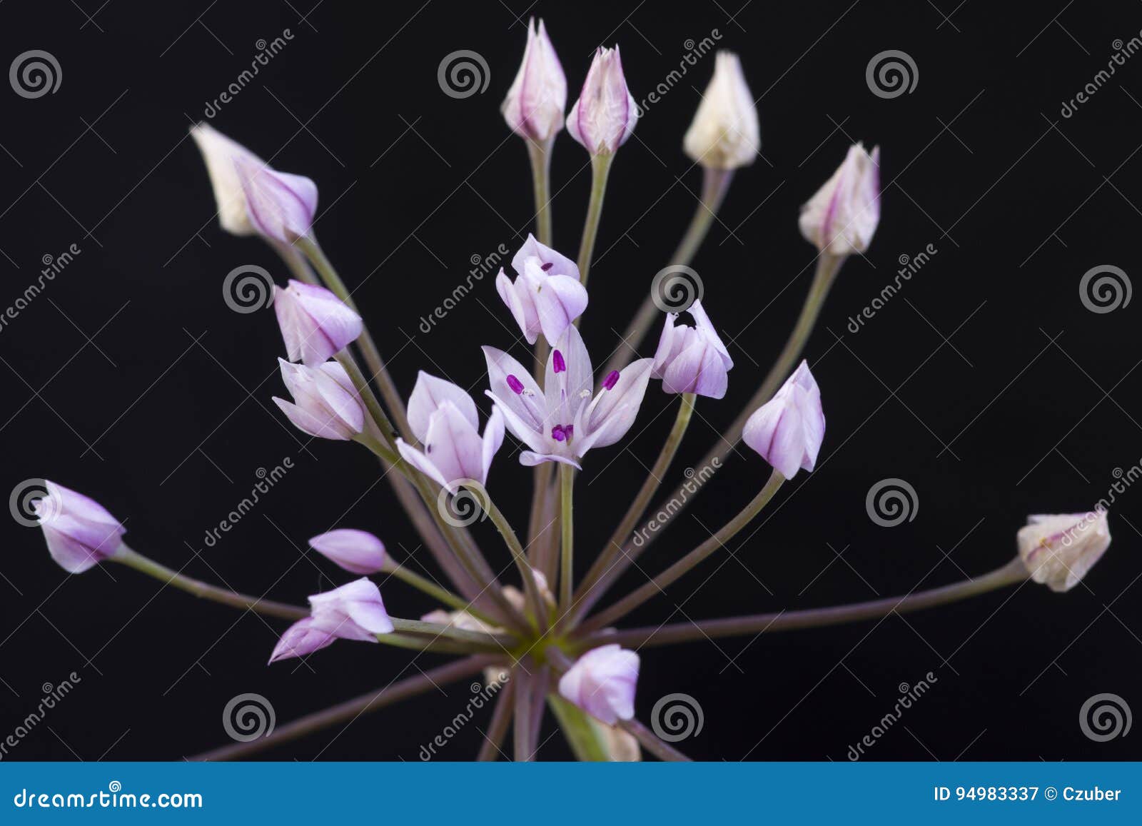 Closeup Allium Praecox Wild Onion Flower Stock Image Image Of Closeup Stem 94983337