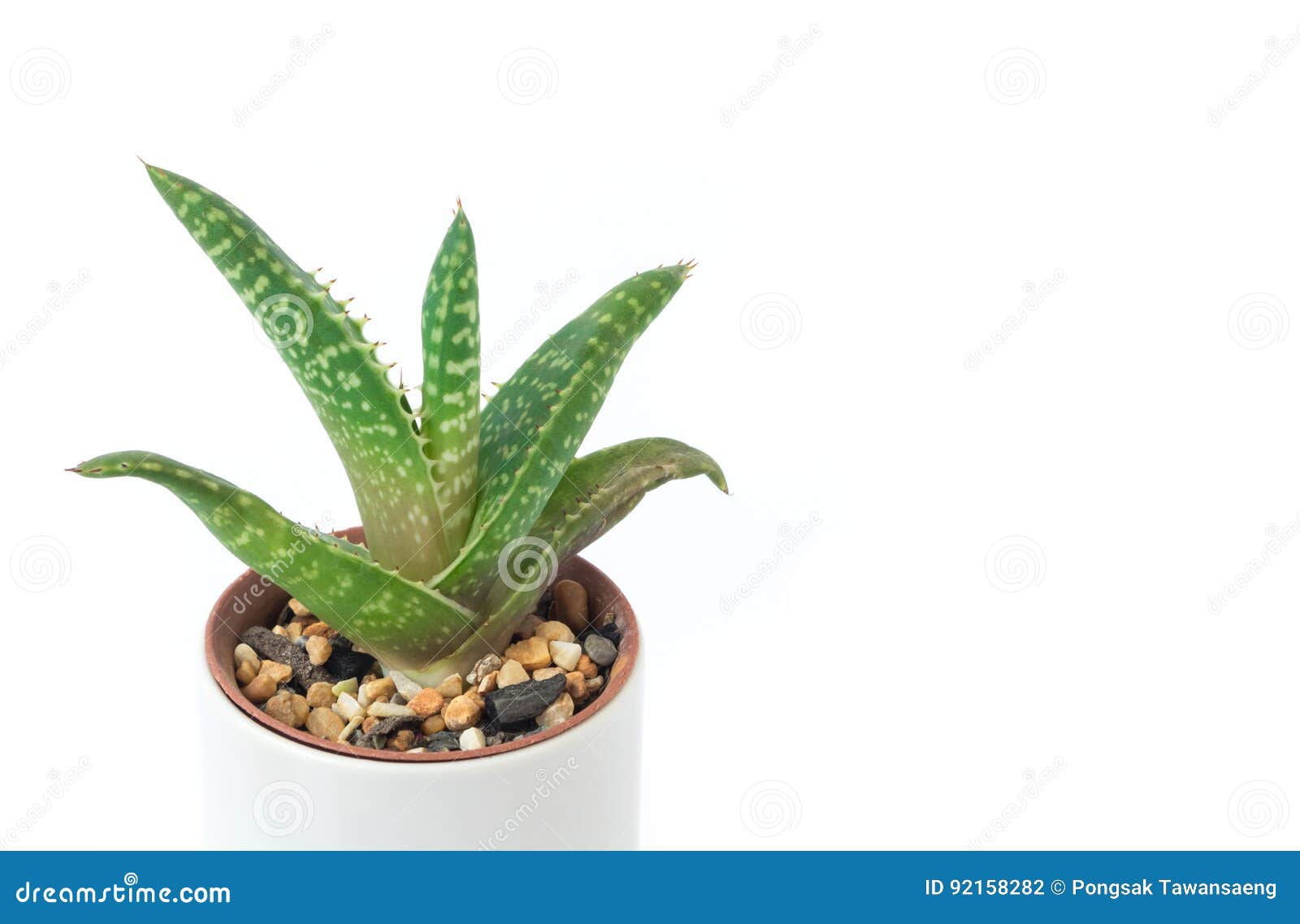 Closeup Aloe Vera Plant In Pot On White Background Stock Photo Image of botany, nature 92158282
