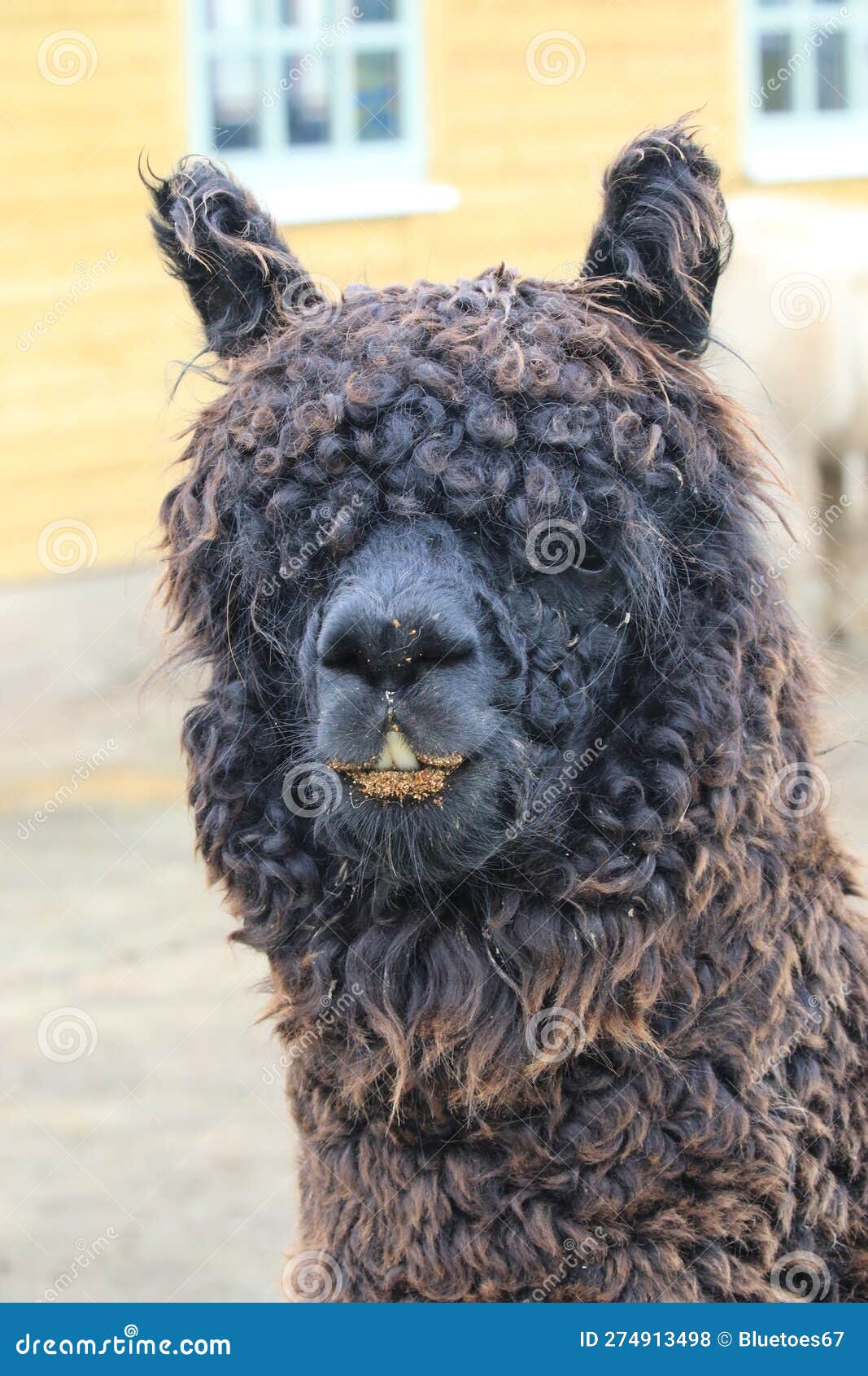 A Closeup of Alpaca Head , Teeth Showing Stock Photo Image of bovine