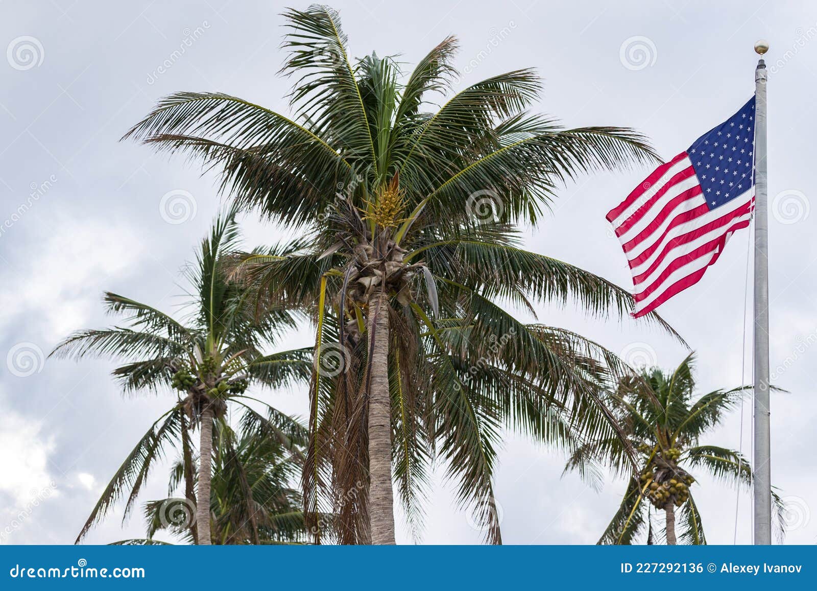 Closeup of American Flag and Palm Trees on Blue Sky Background Stock