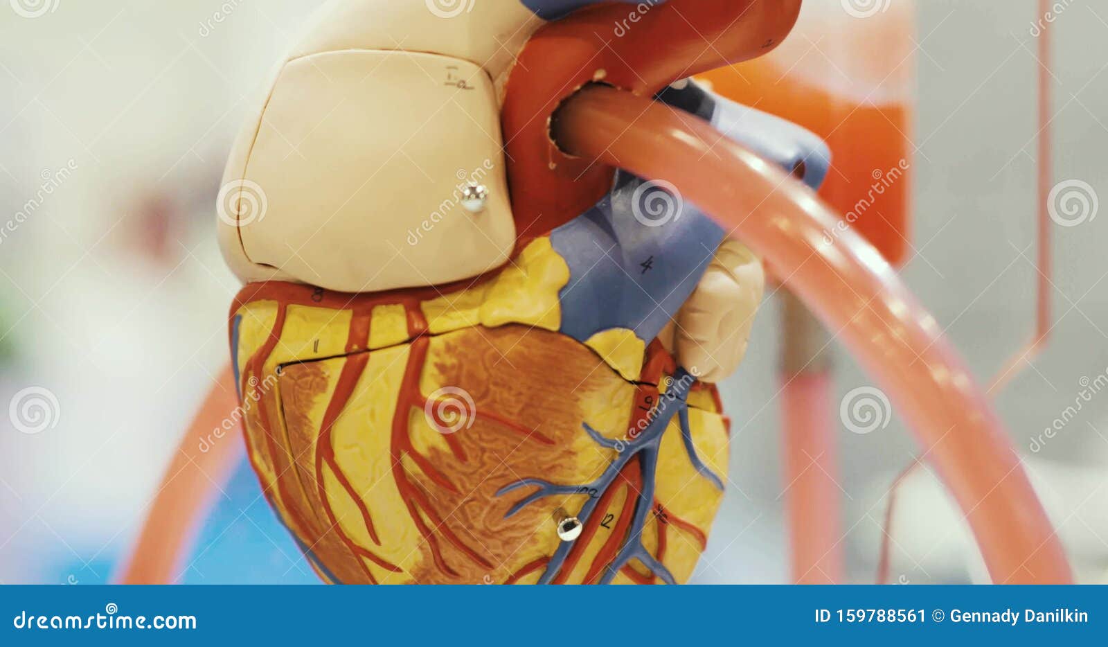 Closeup Anatomical Educational Functioning Robotic Heart Toy Model for Learning. Stock Video