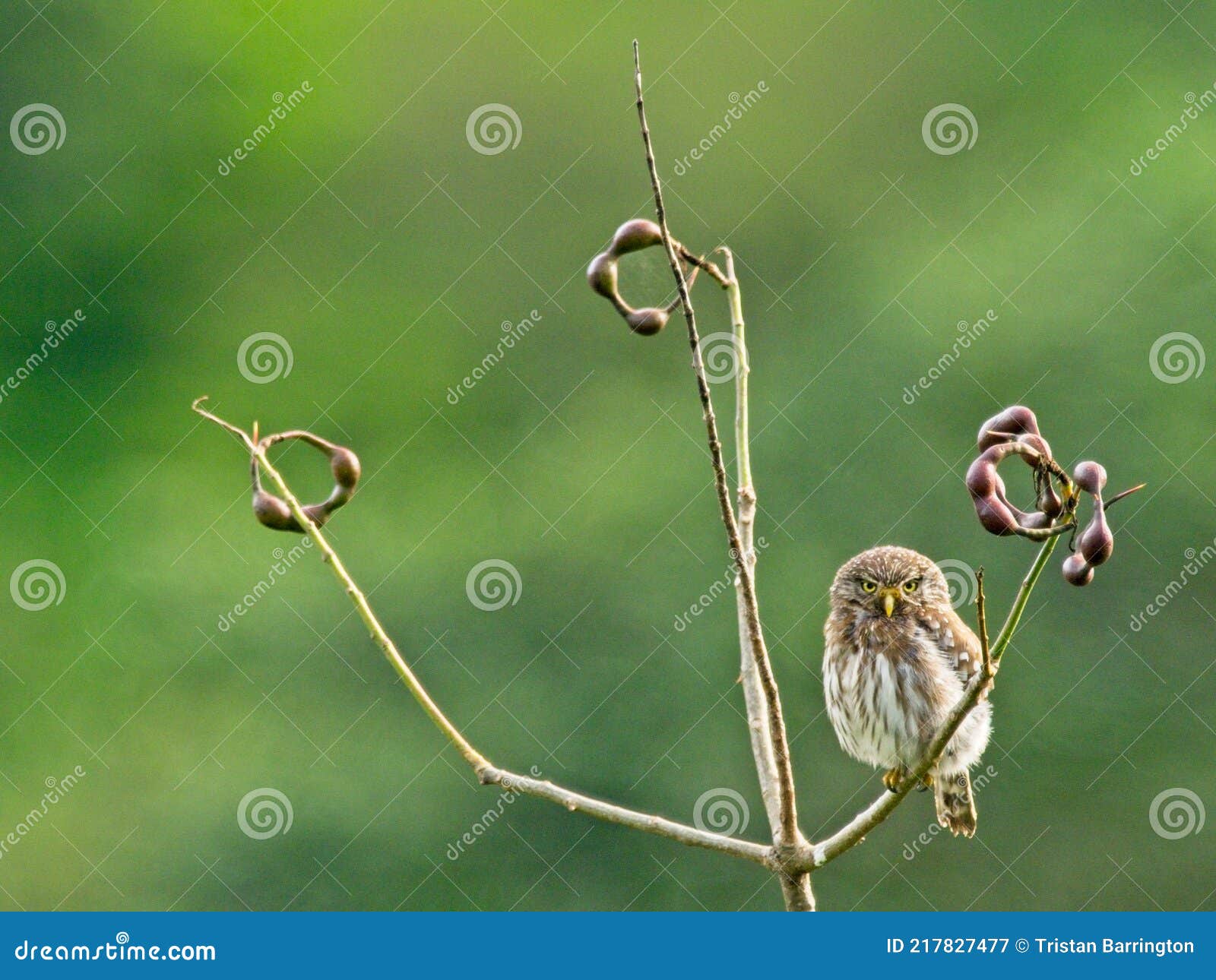 closeup of andean pygmy owl glaucidium jardinii sitting in tree vilcabamba, ecuador
