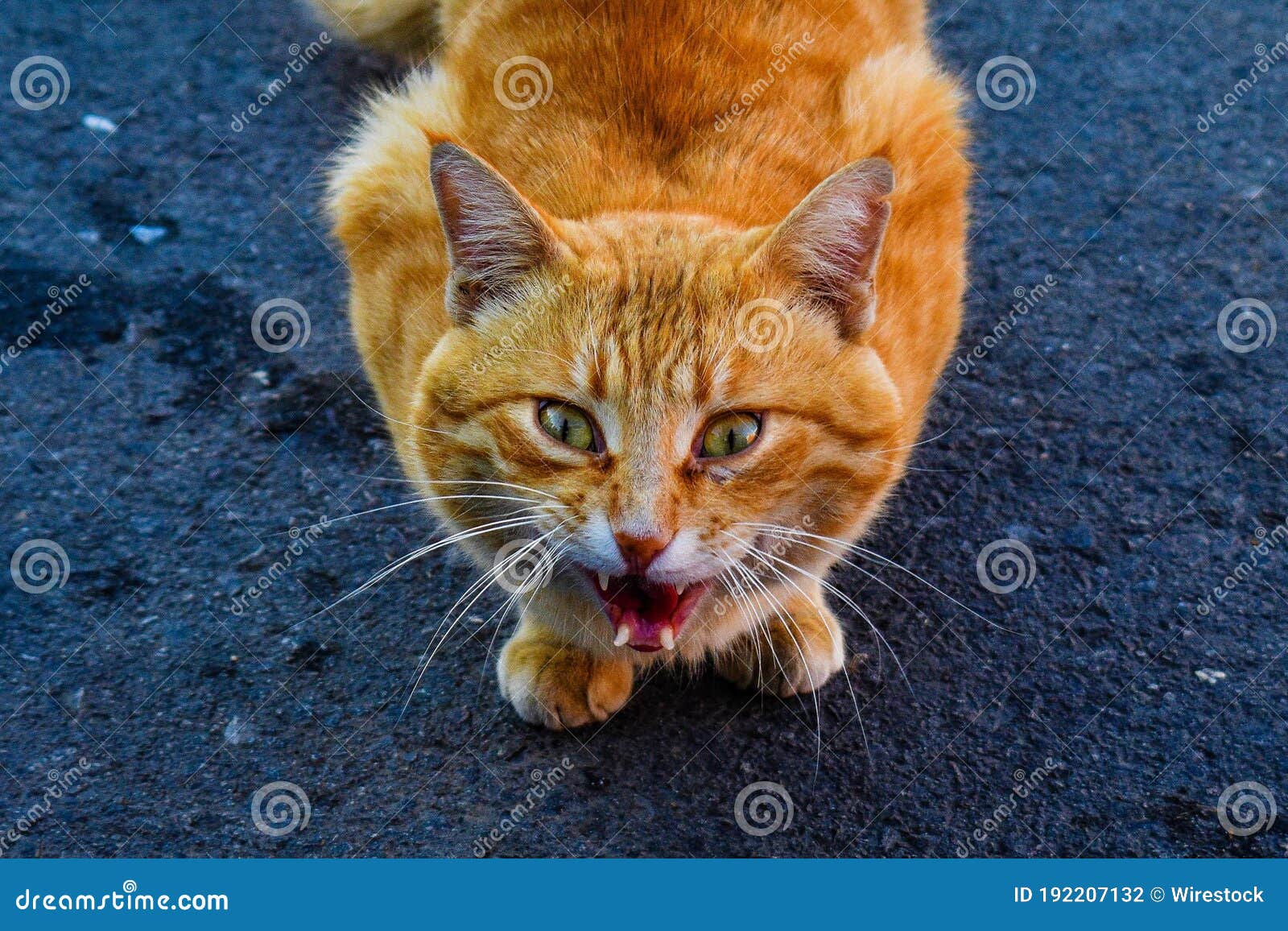 Closeup of a tabby cat looking back with an angry face Stock Photo by  wirestock