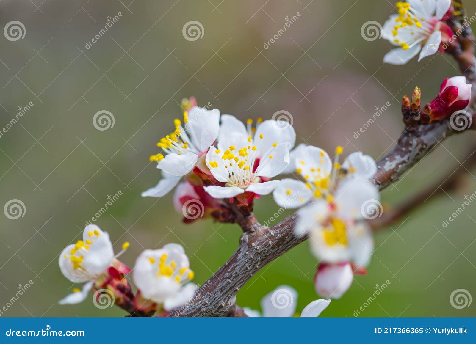 closeup apricot tree branch in blossom