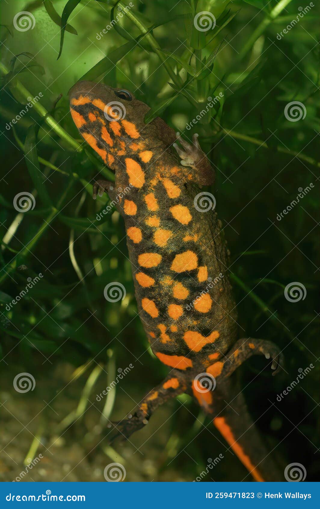 closeup on an aquatic female of the endangered asian, hongkong warty newt , paramesotriton hongkongensis