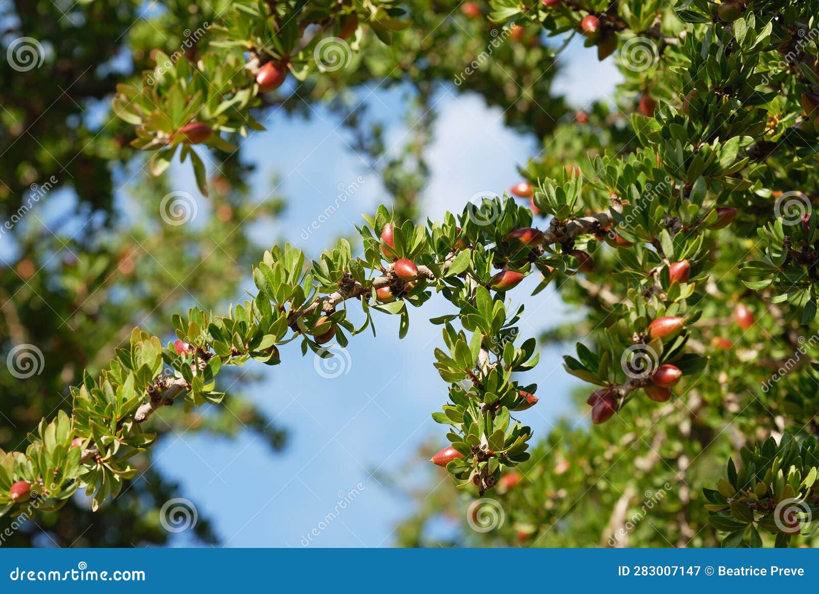 closeup of argan tree in morroco country