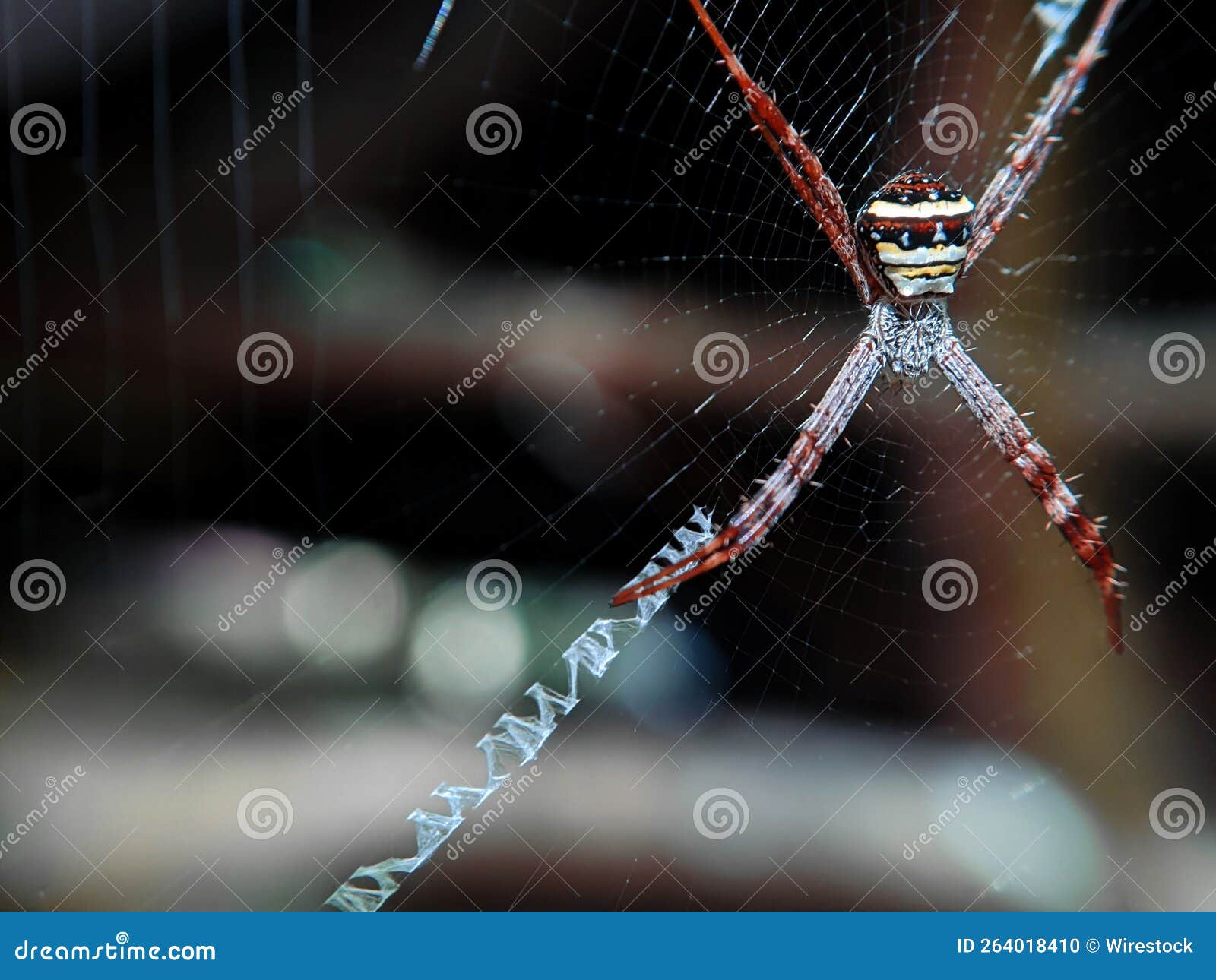 closeup of argiope aetherea, a large orb-web spider in the family araneidae.