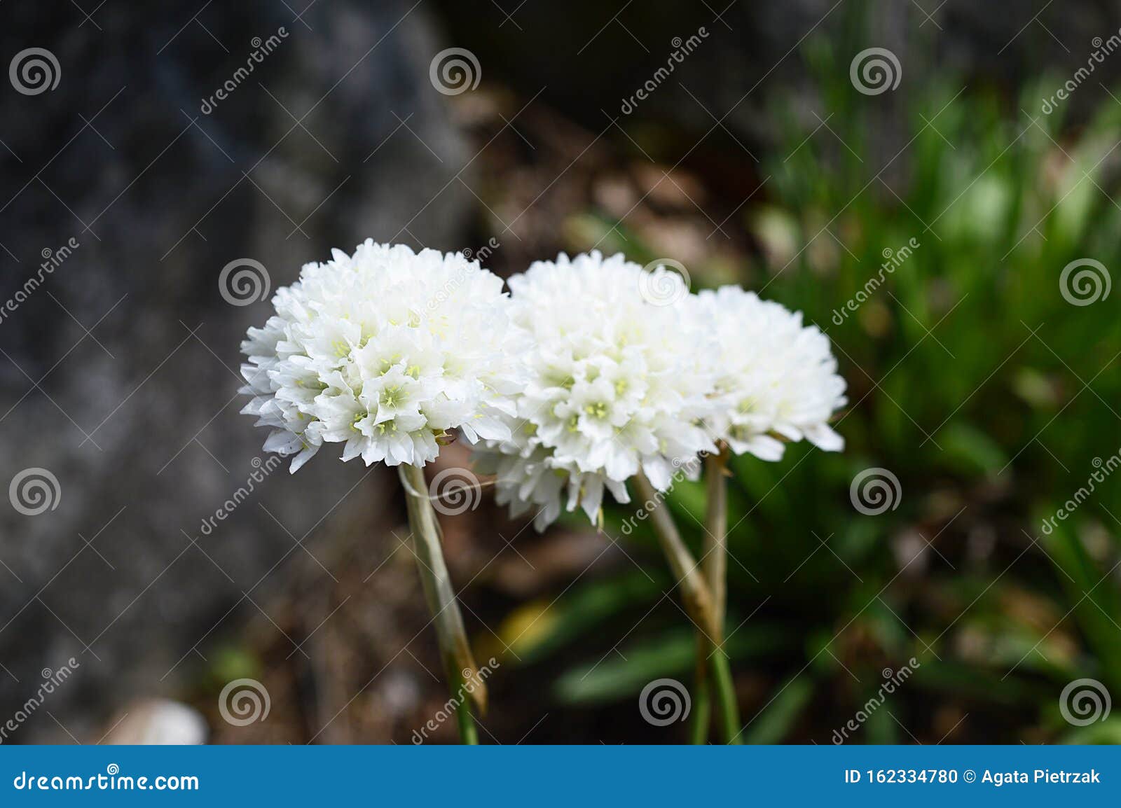 armeria pseudarmeria with ball-d white flowers