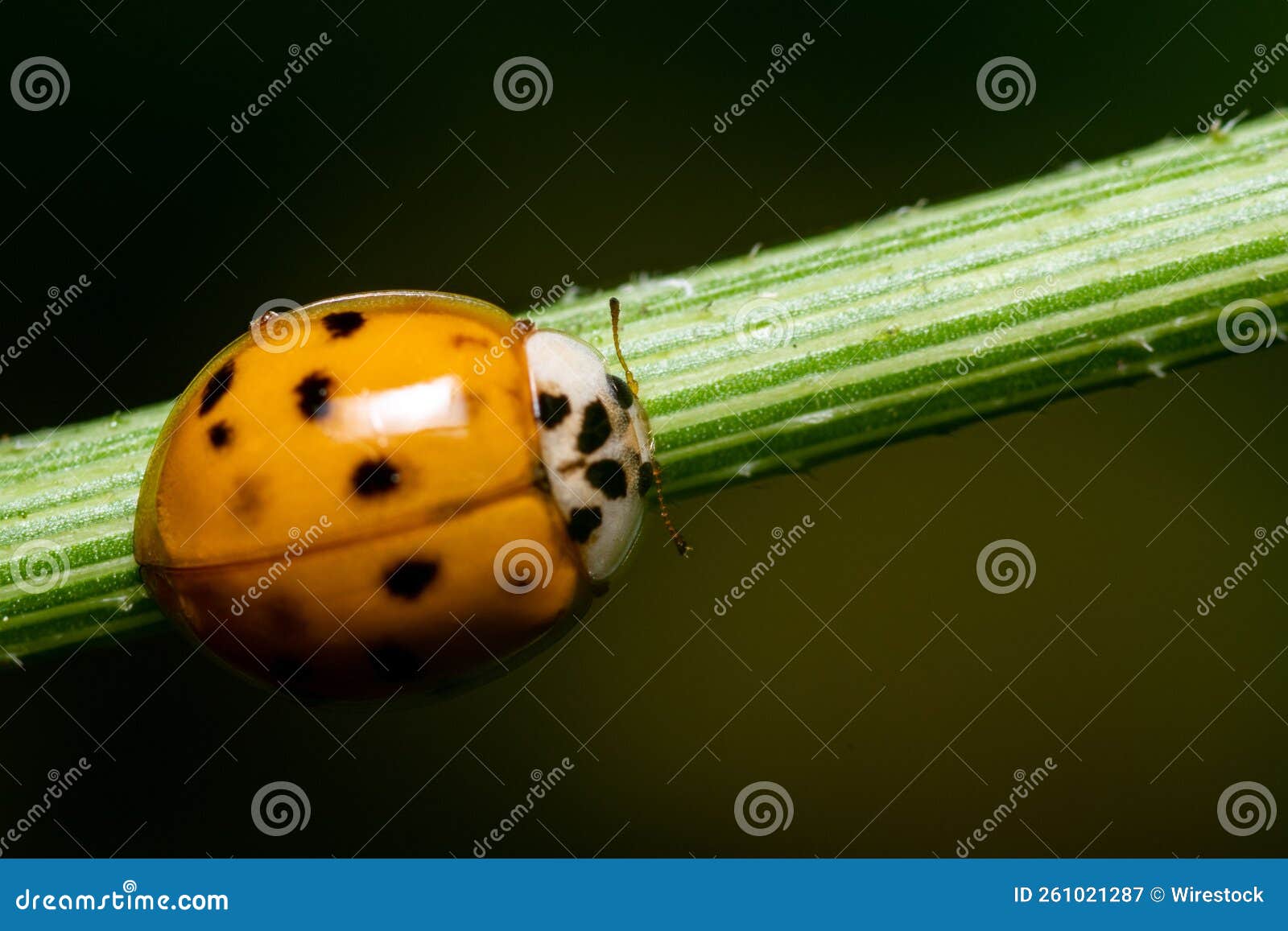 Closeup of an Asian Lady Beetle on a Plant. Stock Image Image of lady