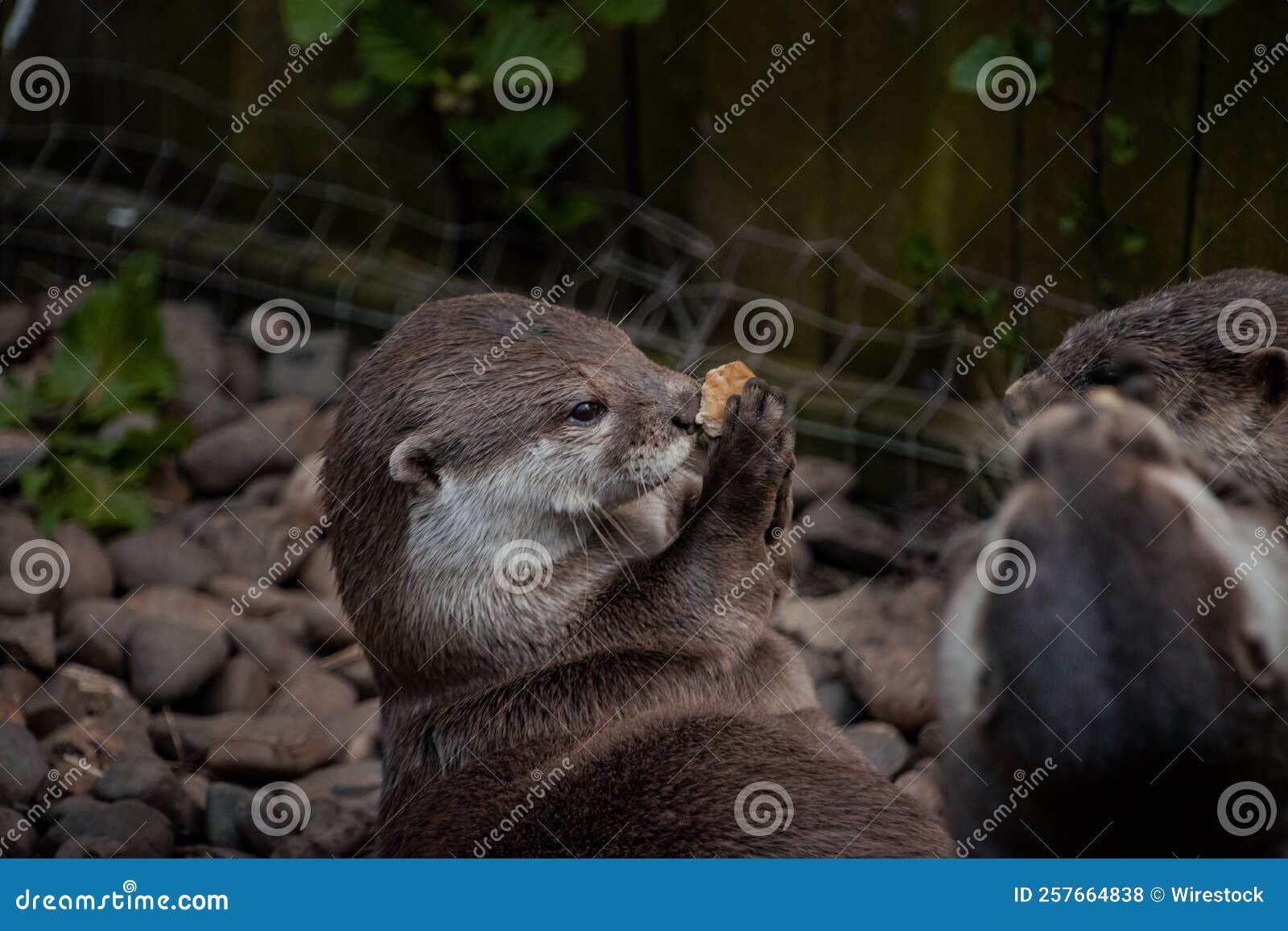 Closeup of an Asian Smallclawed Otter Eating, in a Zoo Stock Photo