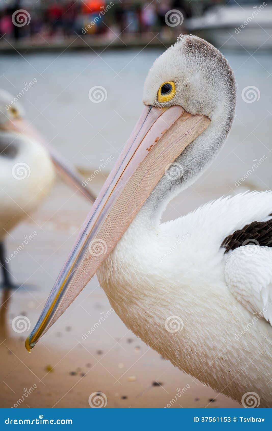 2 727 Australian Pelican Photos Free Royalty Free Stock Photos From Dreamstime