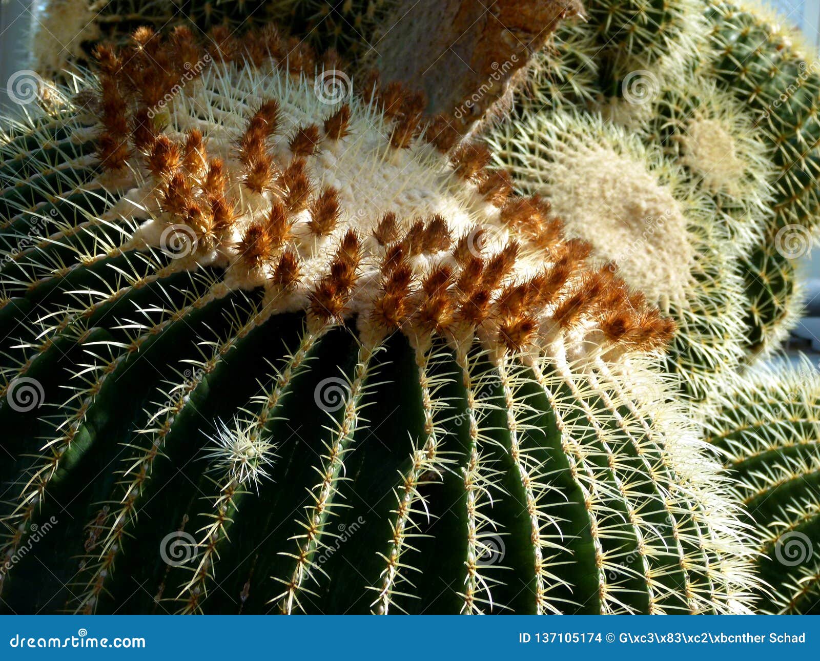 Closeup av den guld- bollkaktuns 2. Den Echinocactus grusoniien, den sfäriska kaktuns med otaliga taggar, kaktus med det gemensamma namnet ’svärmorstol ’, kaktuns med ursprung från Mexico, den tropiska växten, den exotiska växten med lågvattenkrav, stärkte växter, rad med taggar, trycker inte på! ,