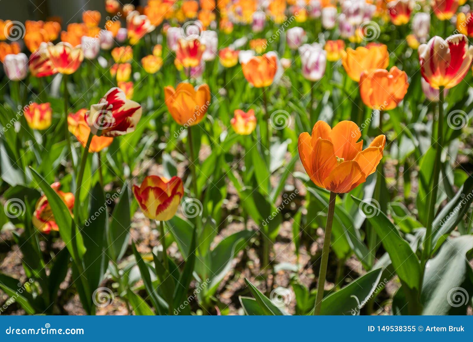 Closeup av orange och vitt med purpurfärgade Tulip Flowers. Stads- blomsterrabatt med planterade Tulip Flowers Closeup av orange och vitt med purpurfärgade blommor på en Sunny Day