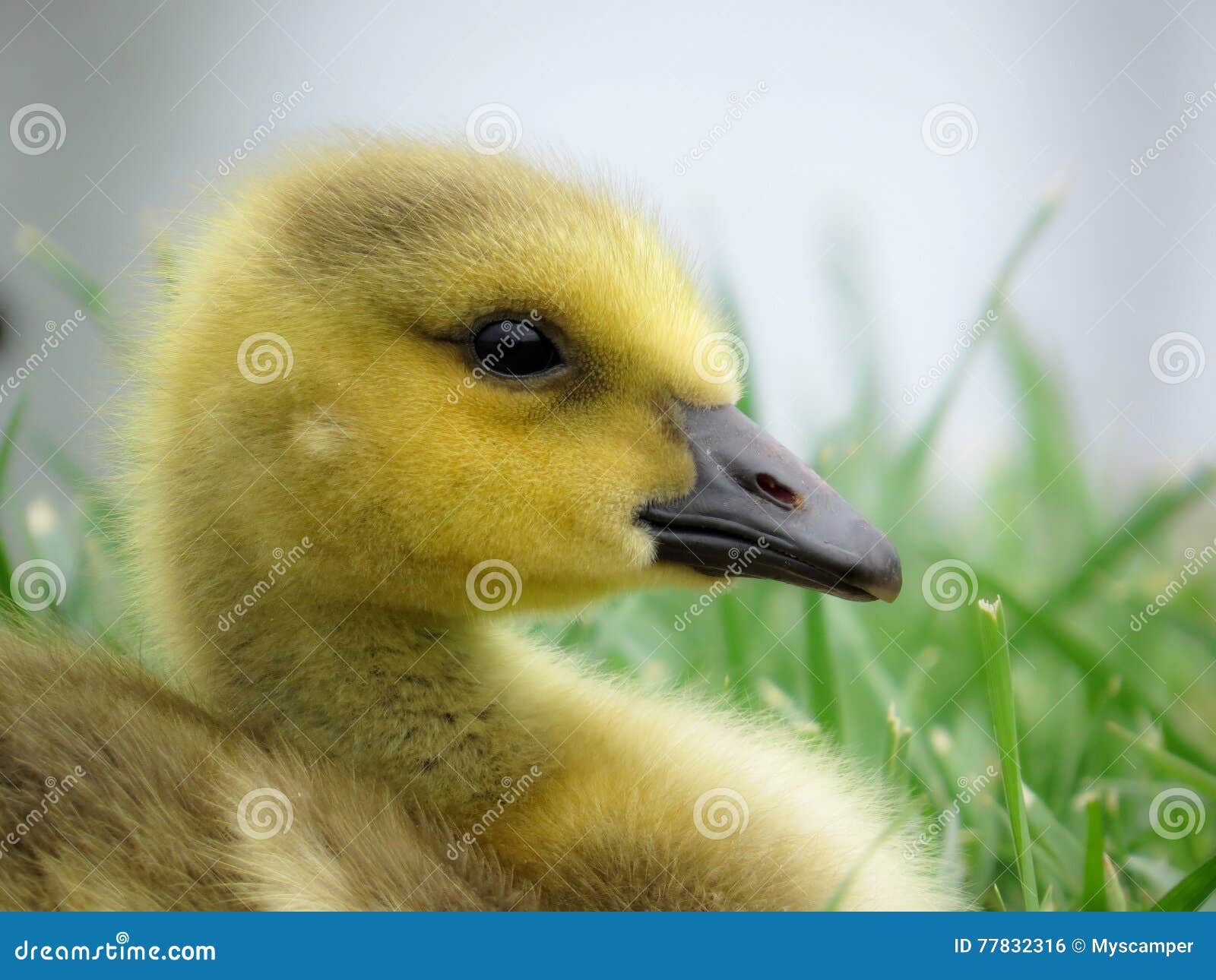 Closeup Baby Canada Goose Portrait Stock Photo - Image of sweet, canada ...