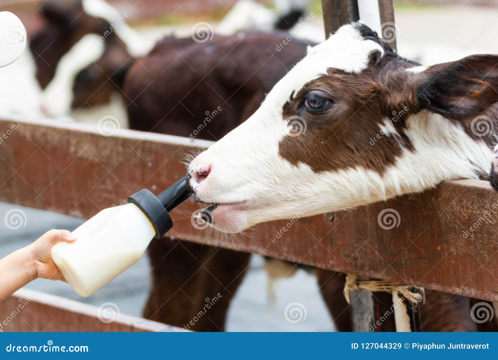 Closeup - Baby Cow Feeding On Milk Bottle By Hand Man ...