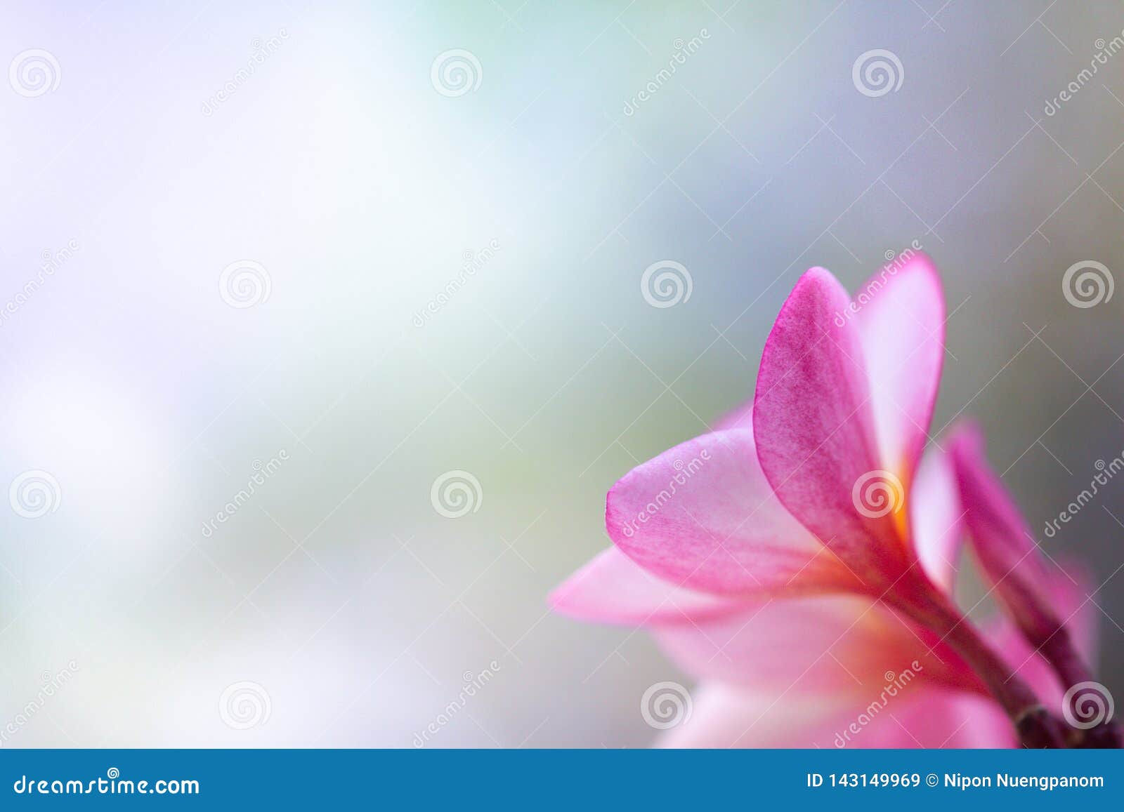 Closeup Back Side View of Pink Flower on Blurred Background Stock Image -  Image of beauty, design: 143149969