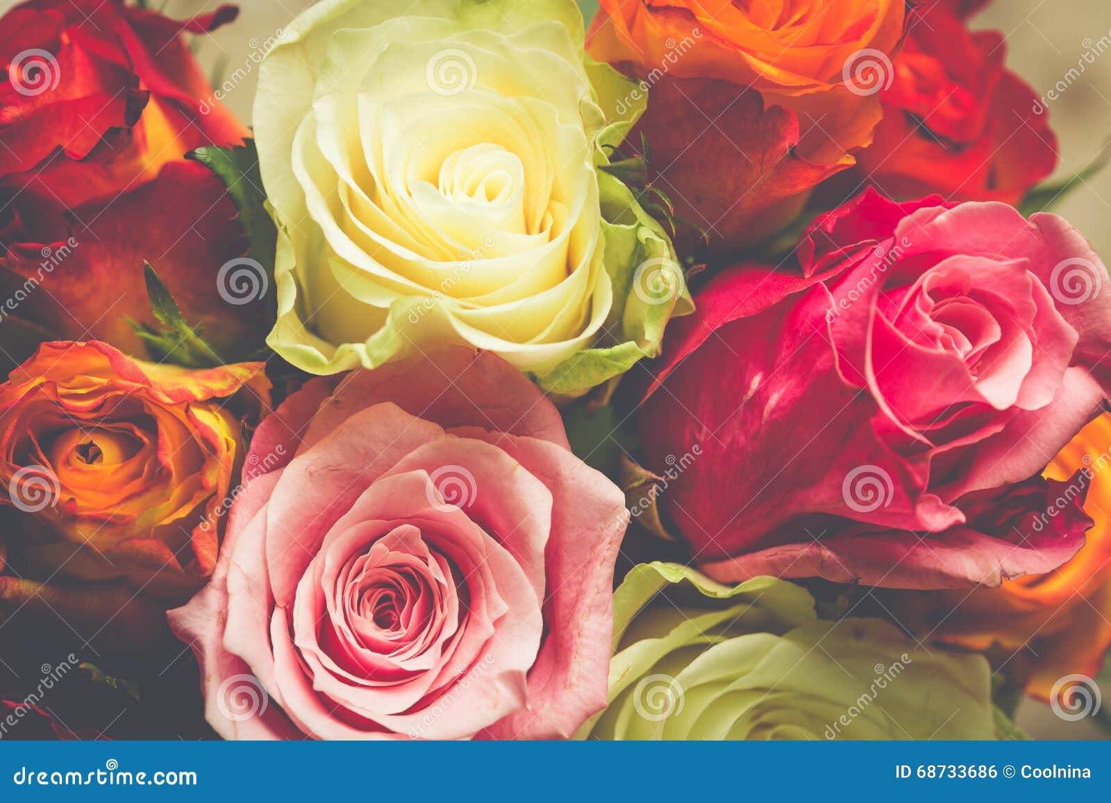 Closeup Background of Pink, Red, White Roses Stock Photo Image of