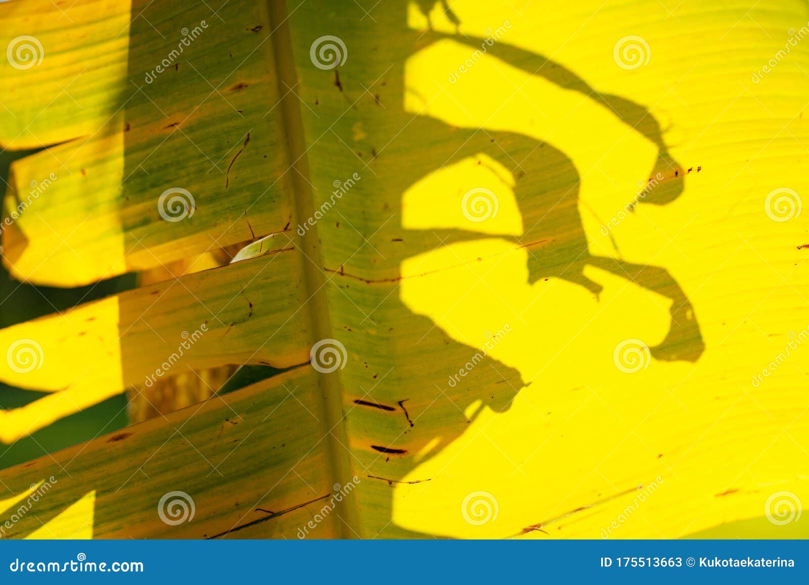 Closeup Banana Tree Leaf Yellow from the Sun Stock Image Image of beautiful, freshness 175513663