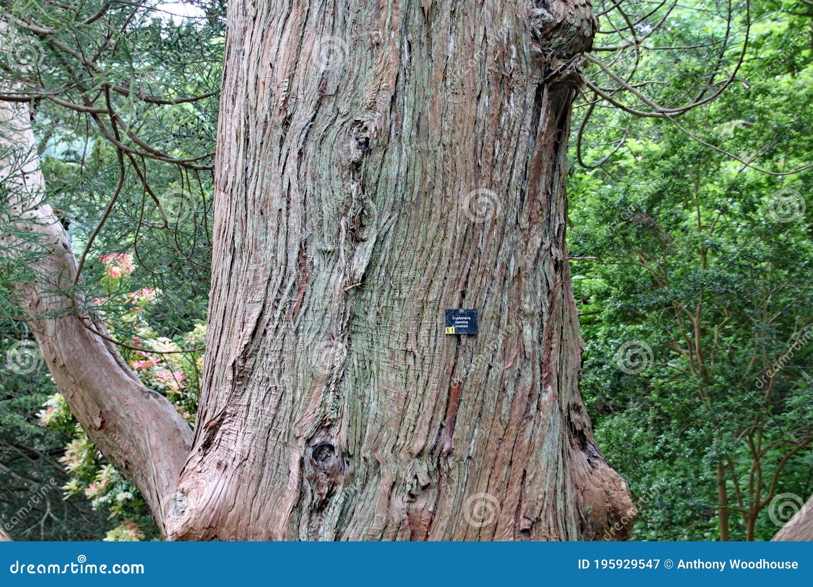 closeup of the bark on a cryptomeria japonica sinesis tree