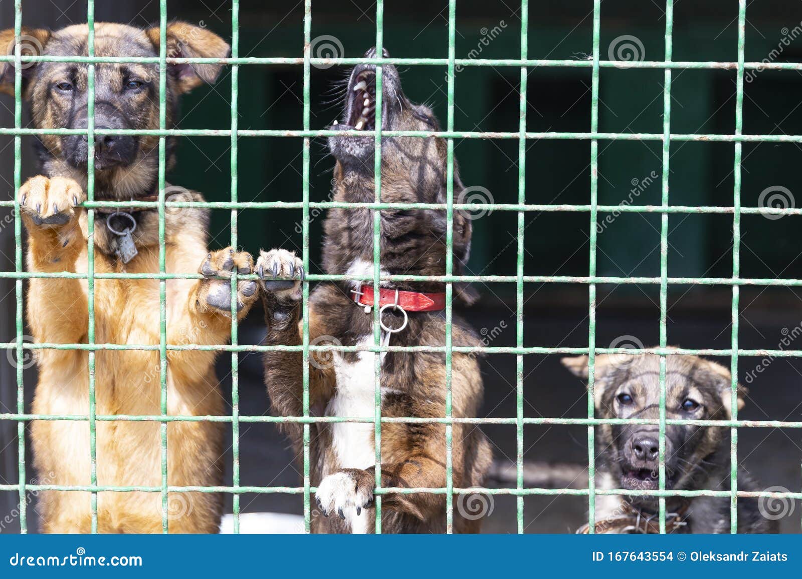 Closeup of Barking Dogs Looking through the Bars of a Cage. Lonely Dogs in  the Cage in Animal Shelter Stock Photo - Image of hound, adopt: 167643554