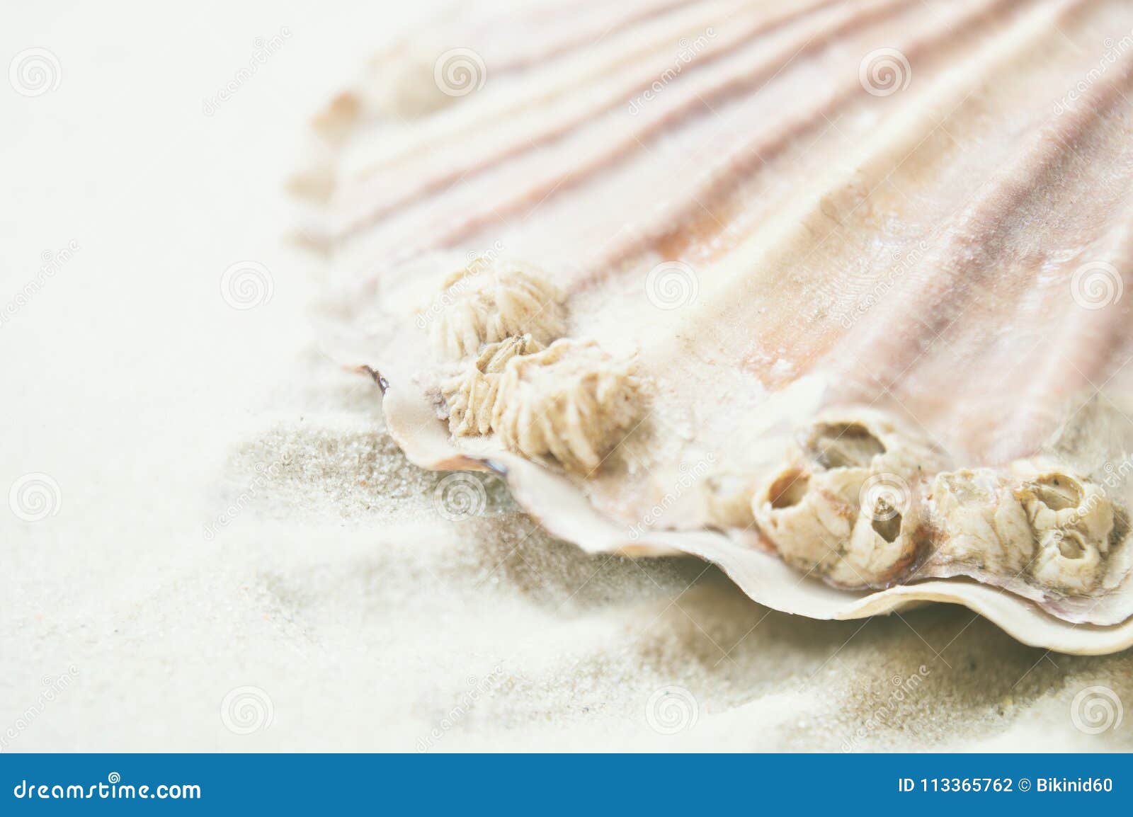 Scallop oceanic details. stock photo. Image of wild 113365762