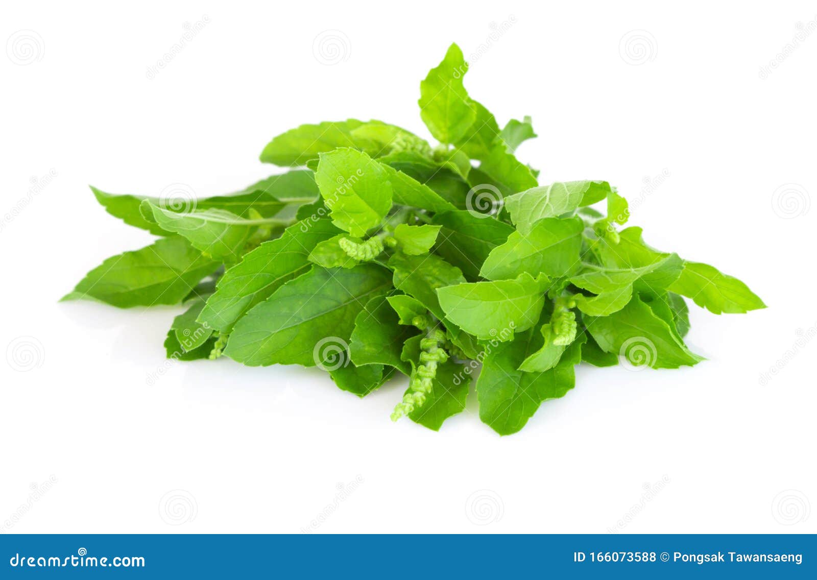 Closeup Basil Leaf in Pot, Herb and Health Care Concept, Selective