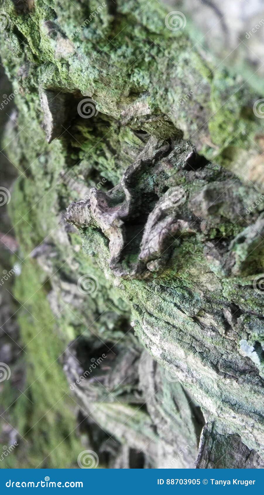 Closeup bass stock image. Image of botanical, bass, tree 88703905