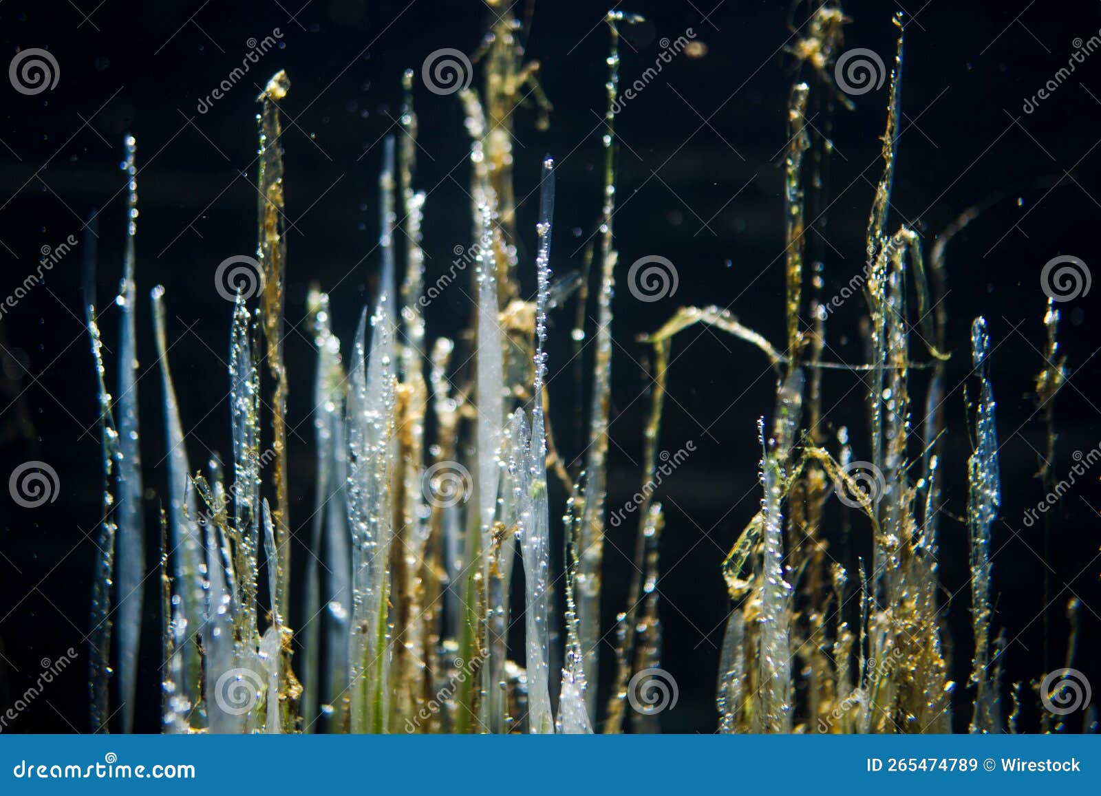 Closeup of Beautiful Aquatic Plants Underwater Stock Image Image of
