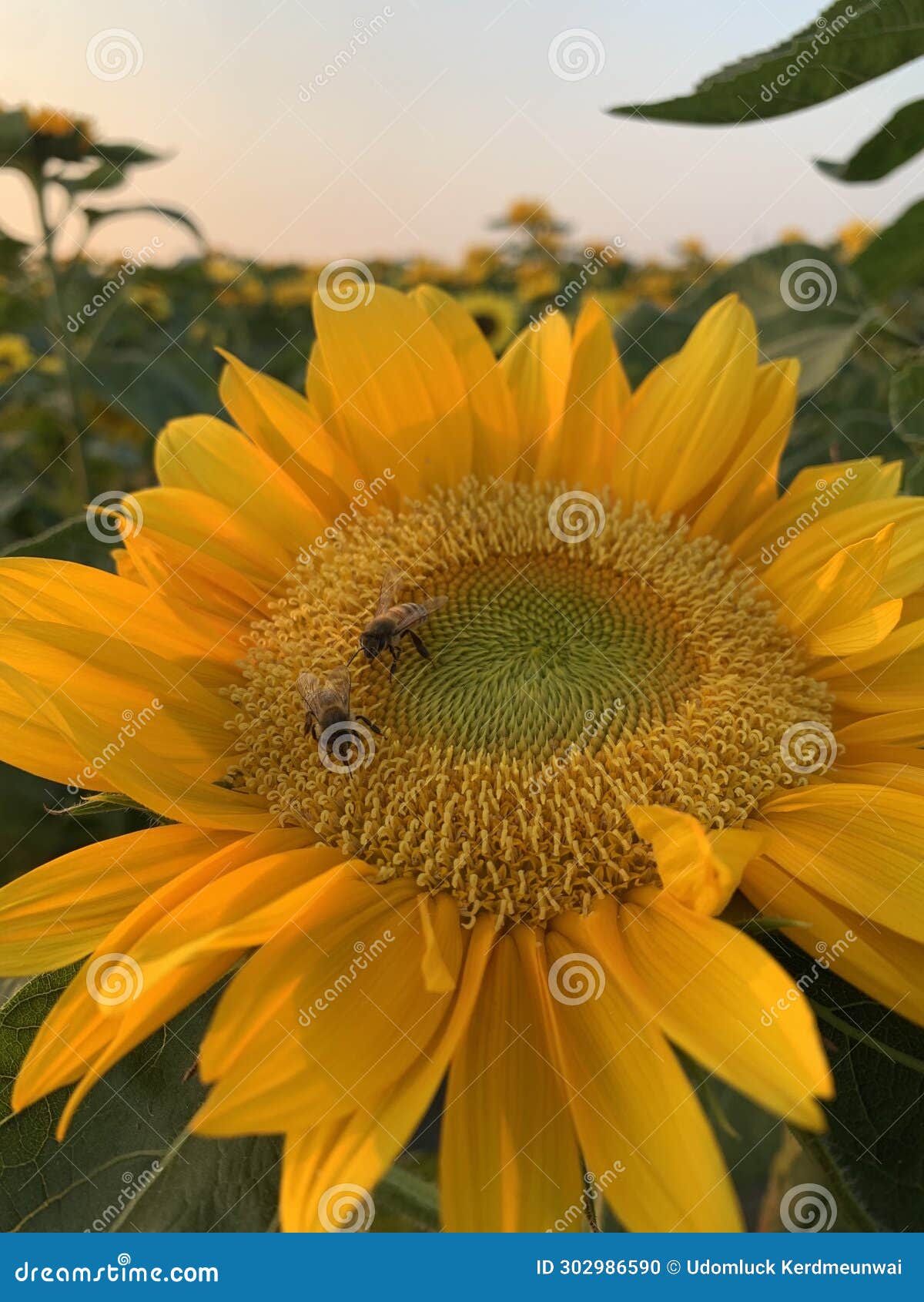 closeup of beautiful blooming sunflowers field stock photo