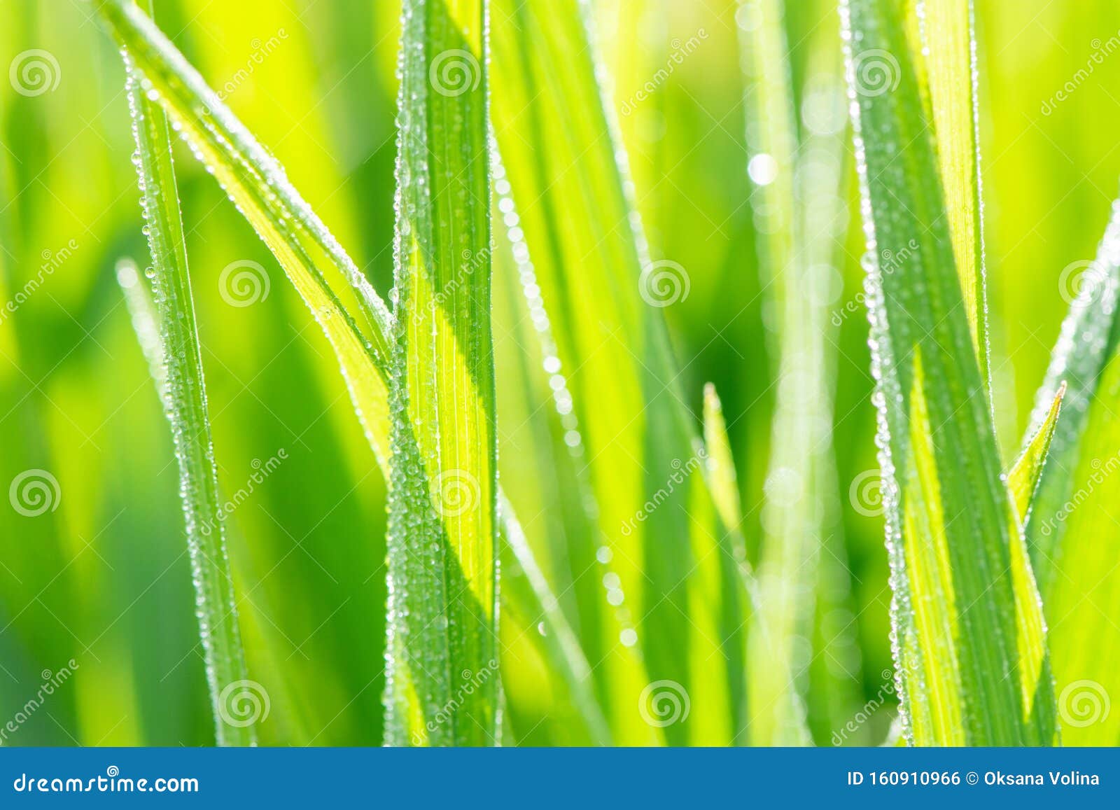 Closeup Beautiful Grass in Dew Drops in the Summer Sun As Abstract