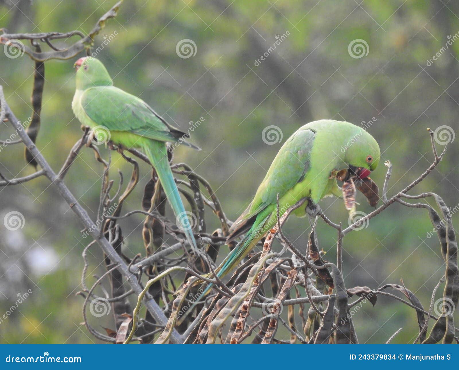 beautiful indian green color parrot feeding food to young one in a nature background