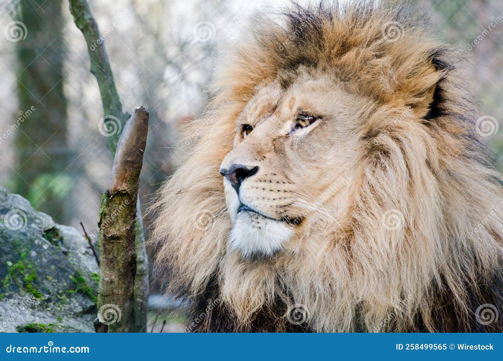 Closeup of a Beautiful Lion Looking Away Stock Image Image of hunter