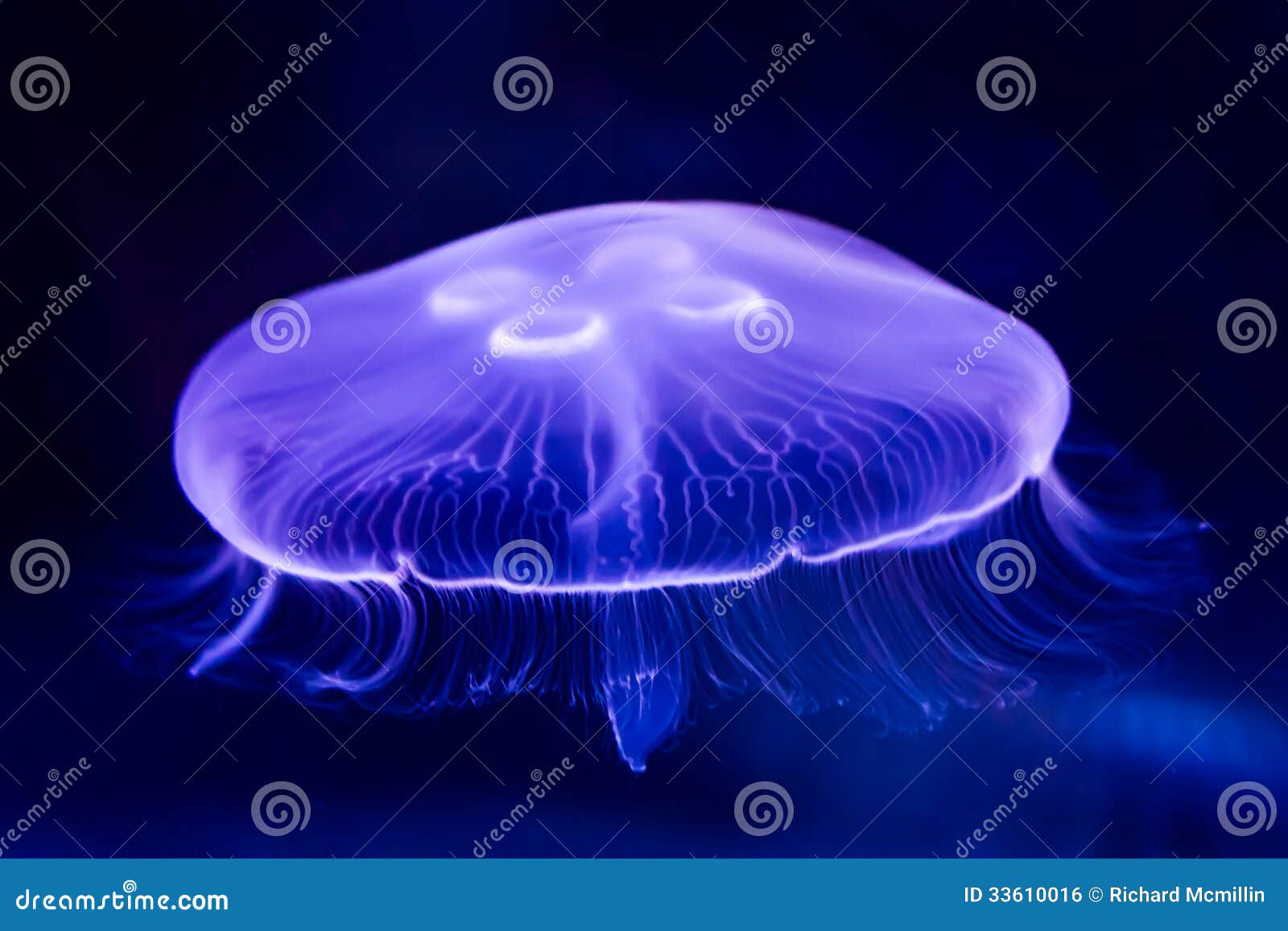 Moon Sea Jellyfish Aurelia Aurita Inside Aquarium With Black Background ...