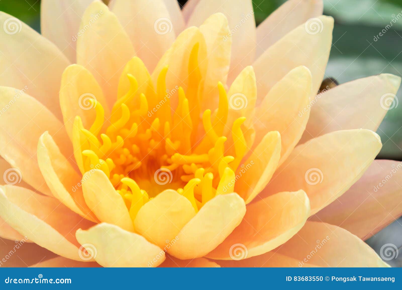 Closeup of Beautiful Old Rose Lotus Flower. Stock Photo Image of