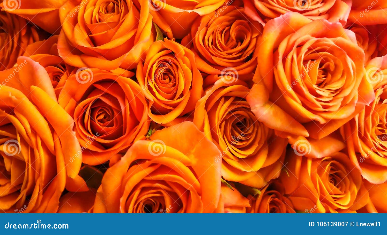 Hình nền hoa hồng cam đẹp này sẽ làm ngôi nhà của bạn trở nên sang trọng và lộng lẫy hơn. Với màu cam tươi sáng, hình nền này thật sự là một điểm nhấn tuyệt vời để tăng vẻ đẹp của phòng khách hoặc phòng ngủ. Hãy dành chút thời gian để thưởng thức và trang trí ngôi nhà của mình với hoa hồng cam đẹp như đồng hồ cát!