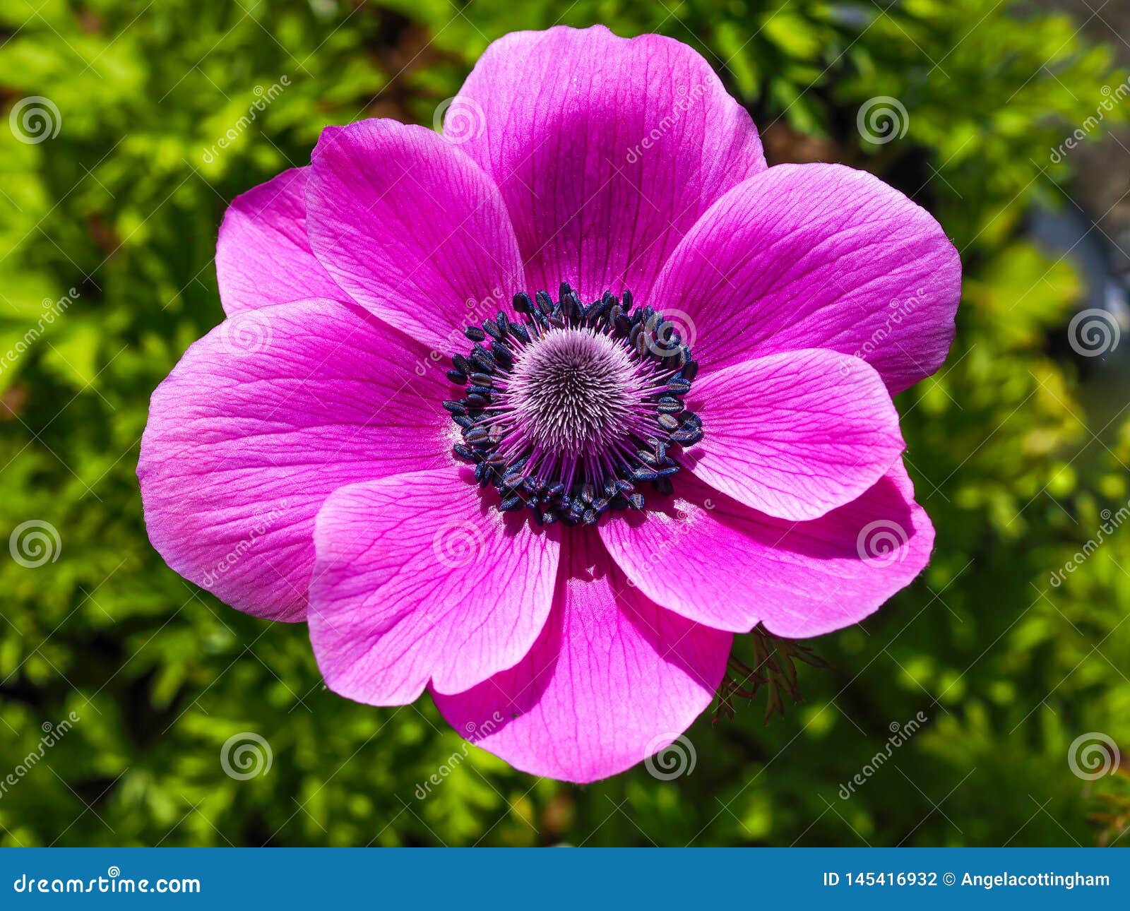 Pink Anemone De Caen Flower Stock Photo - Image of close, anther: 145416932