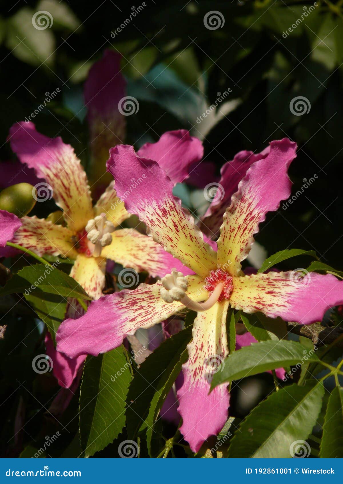 Closeup of Beautiful Pink Floss Silk Tree on Blurred Background Stock