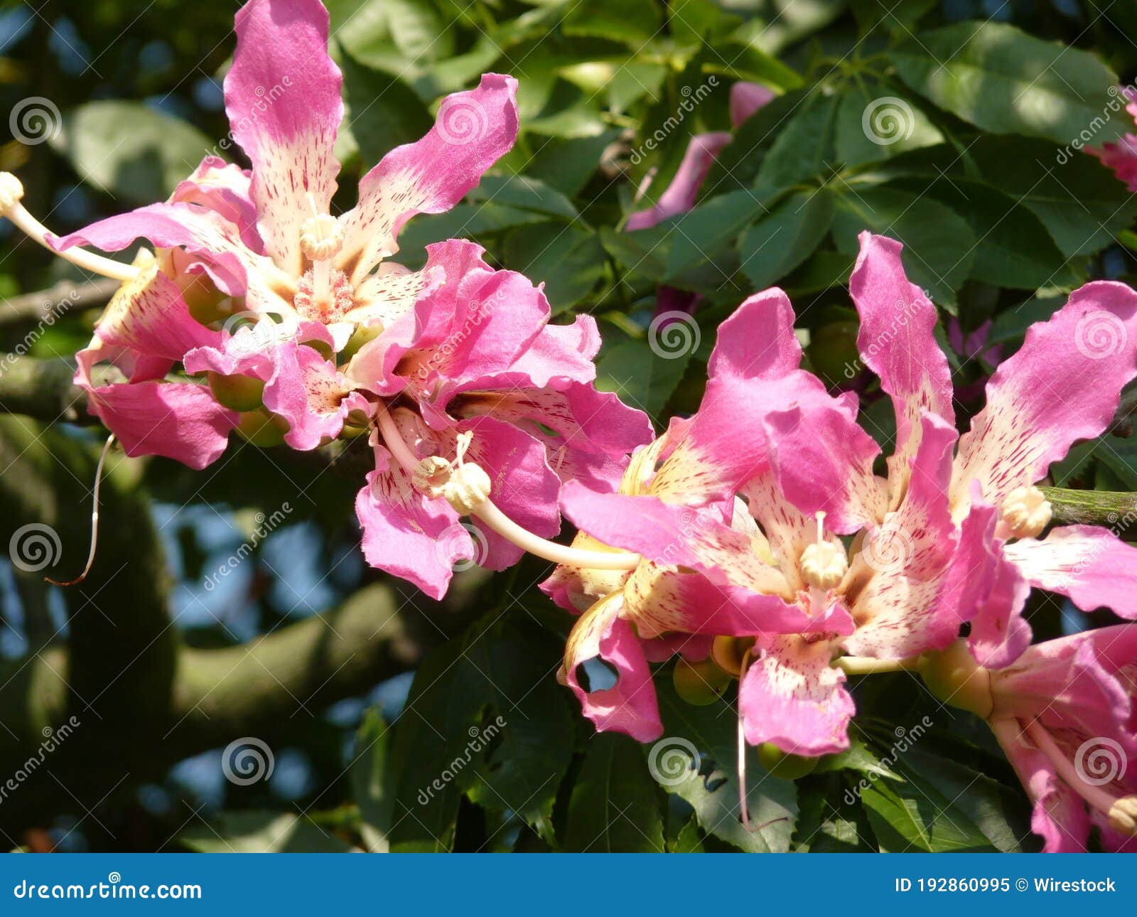 Closeup of Beautiful Pink Floss Silk Tree Surrounded by Greenery Stock