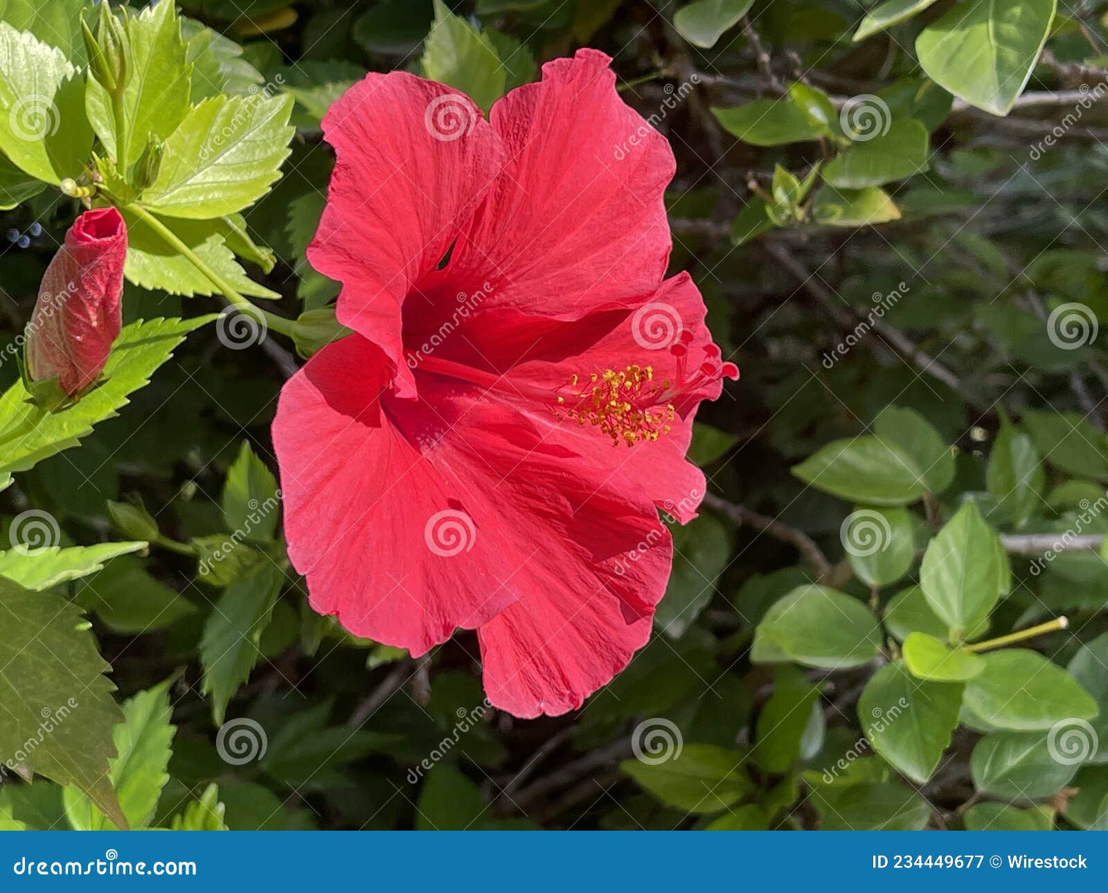 closeup of a beautiful pink hawaiian hibiscus flower in a agrden