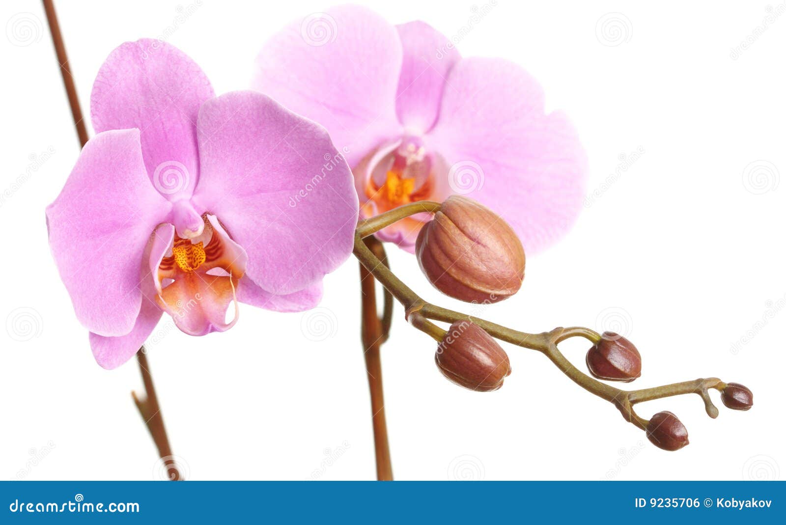 Closeup of a Beautiful Pink Phalaenopsis Orchid Stock Photo Image of