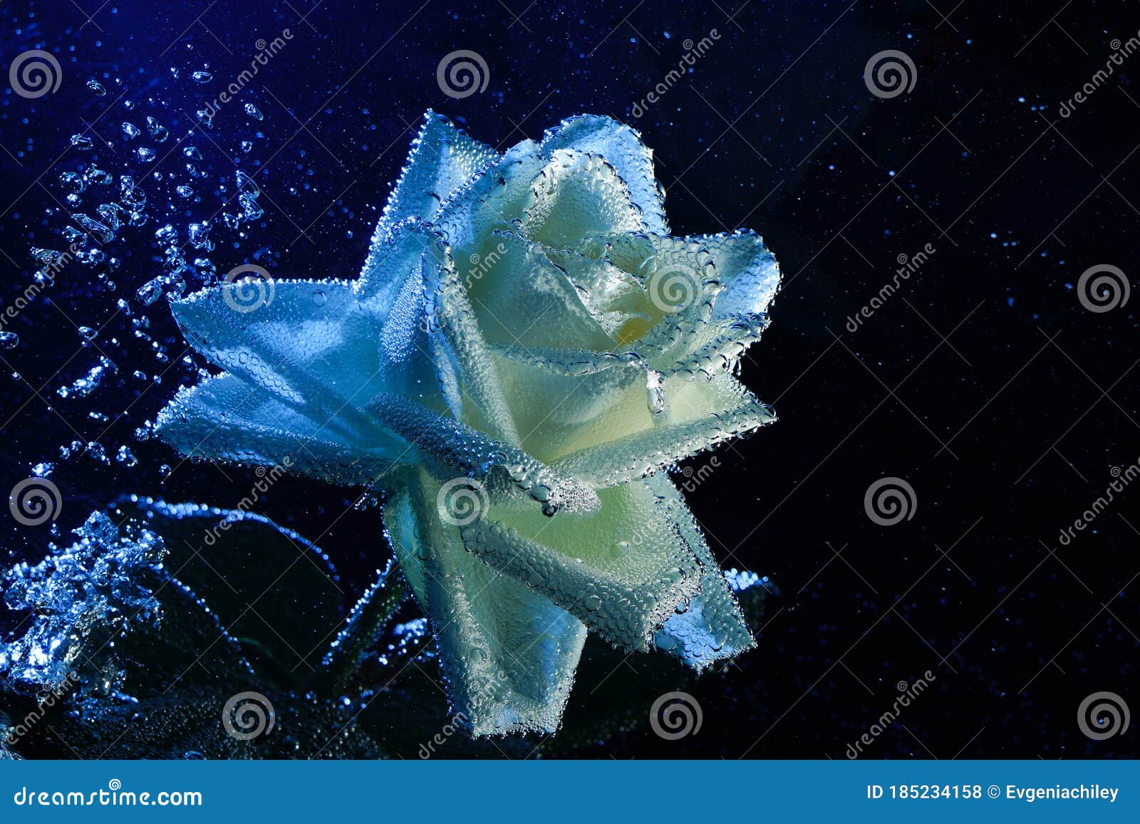 2 522 Blue Rose Water Drops Photos Free Royalty Free Stock Photos From Dreamstime